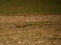 Regenwulp [Numenius phaeopus]
